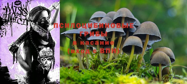 крисы Алзамай